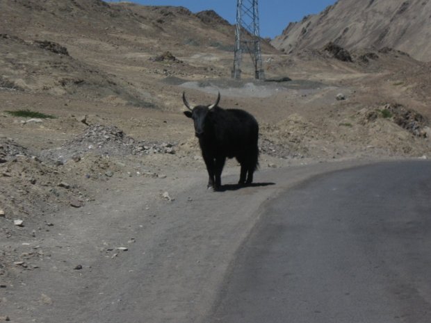 yak