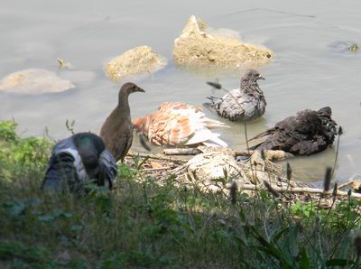 gallinella e piccioni