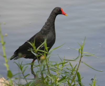 gallinella maschio