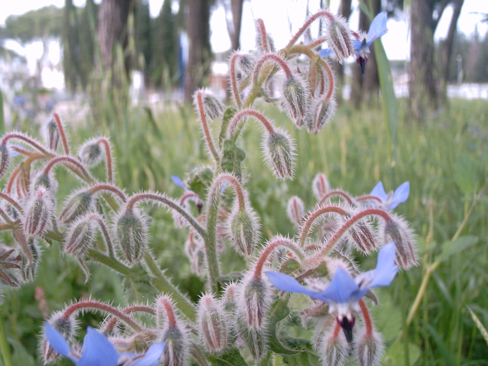 fiori azzurri