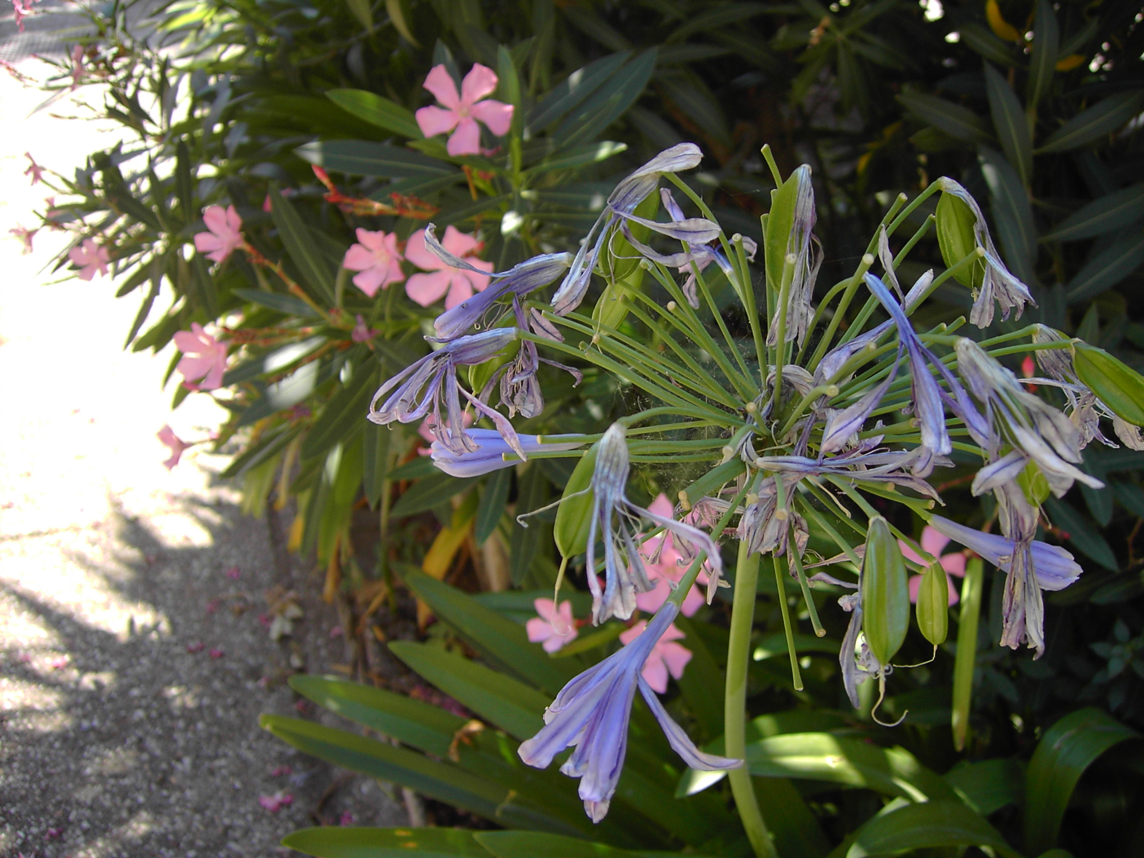 fiori rosa e violacea