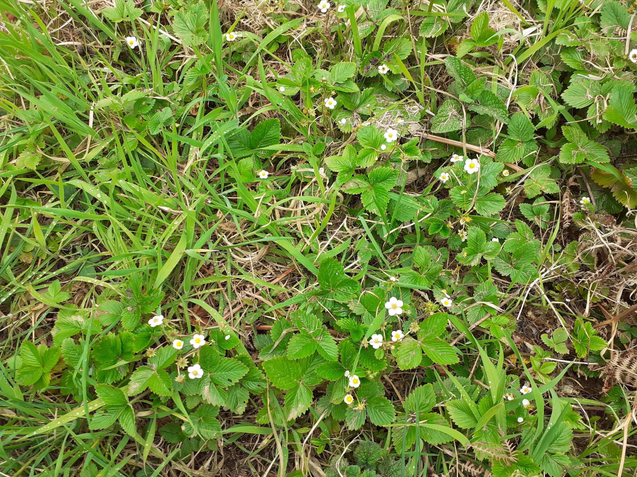 fiori gialli